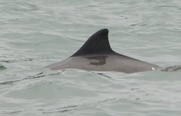 dolphin dorsal fin in the water 