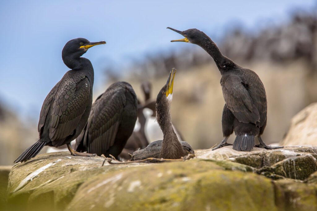 European shag feeding baby