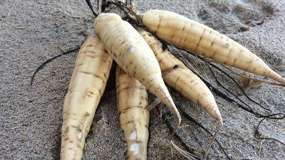 Hemlock Root