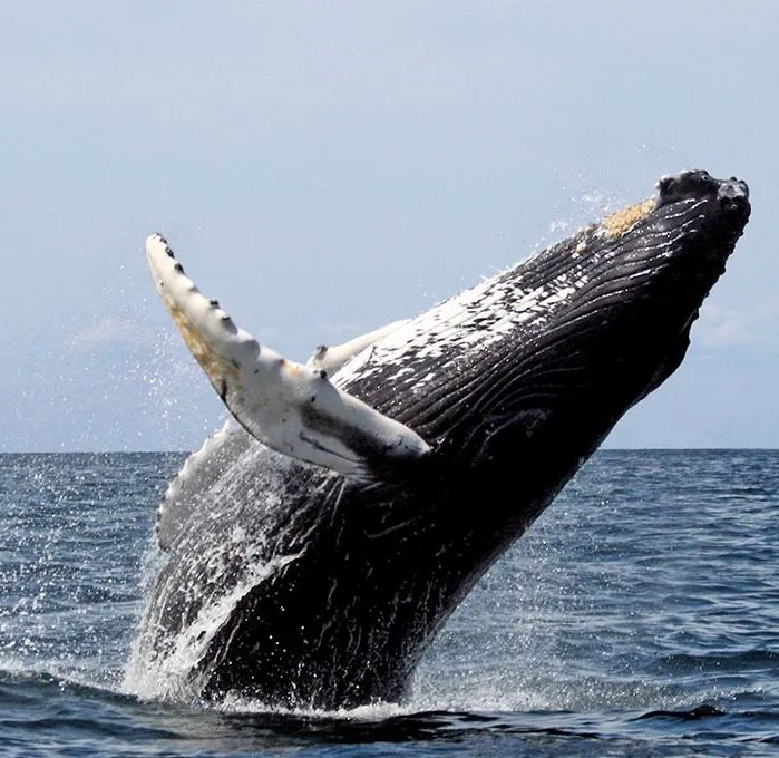 Humpback whale breaches, cornwall safari