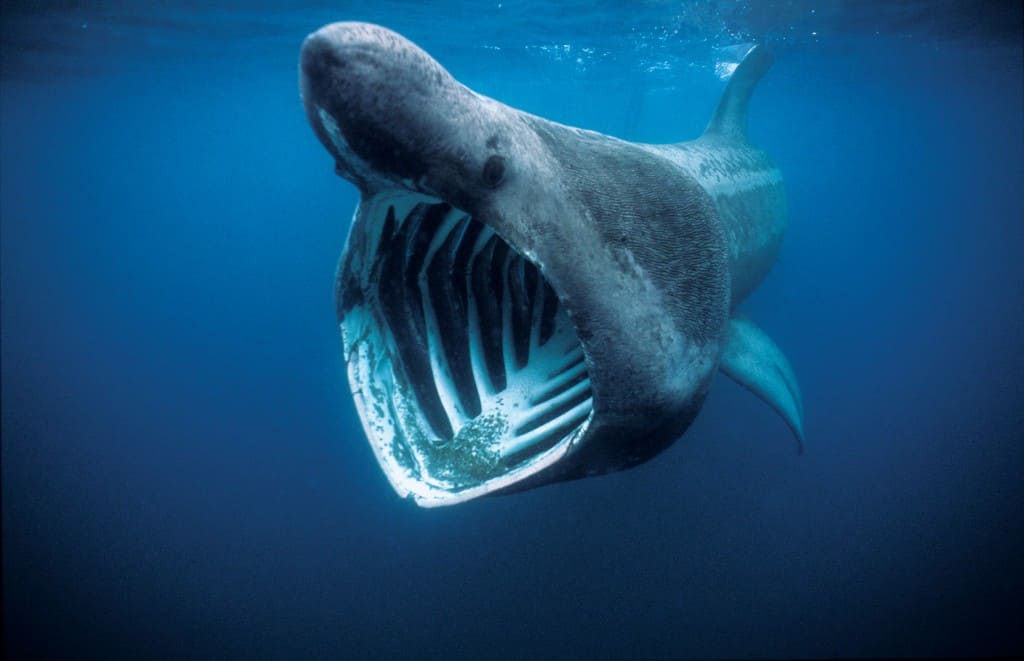 basking shark under water with mouth open