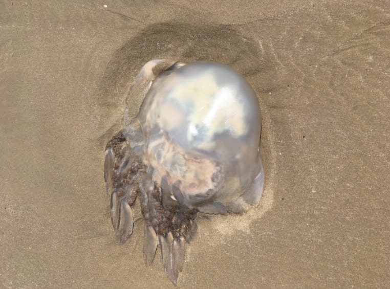 barrel jelly fish stranded