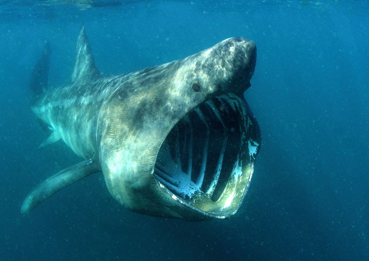 Basking Sharks in Cornwall | Species Wildlife Guide