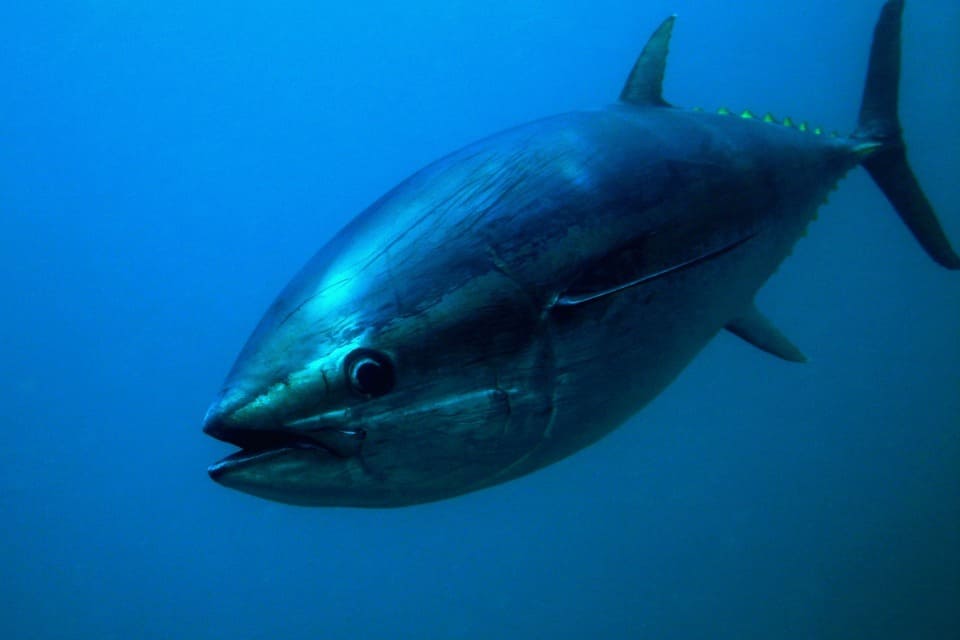 blue fin tuna