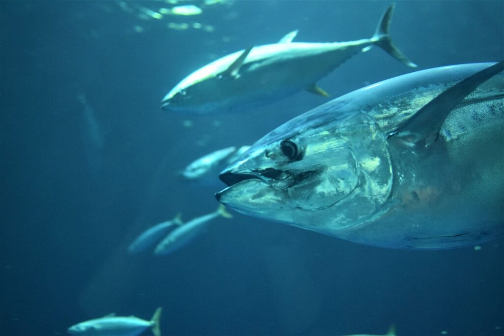 bluefin tuna fish cornwall