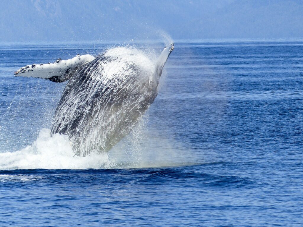 Humpback whale breaching fin out