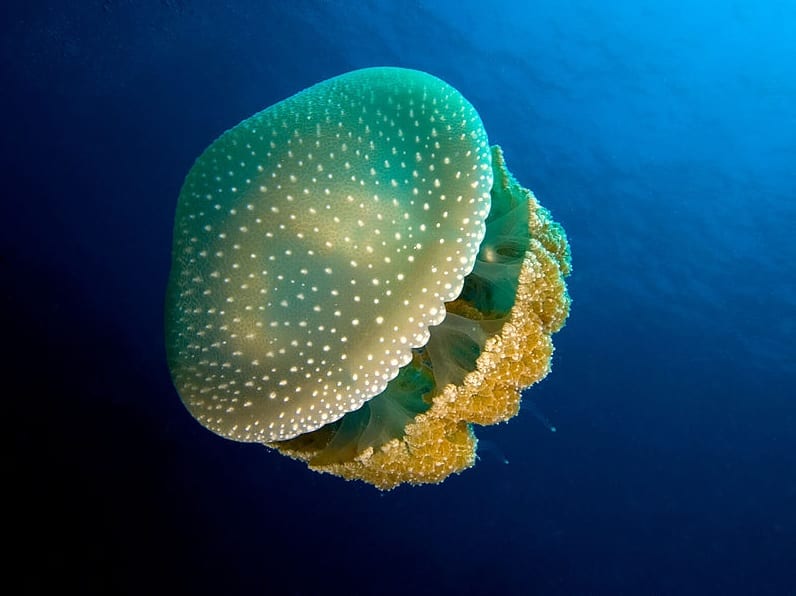 large jellyfish floating under water