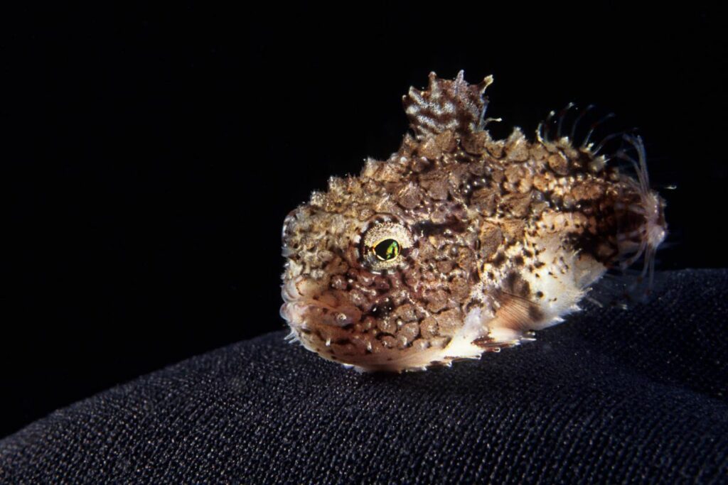 a spiny lumpsucker fish with the dorsal fin