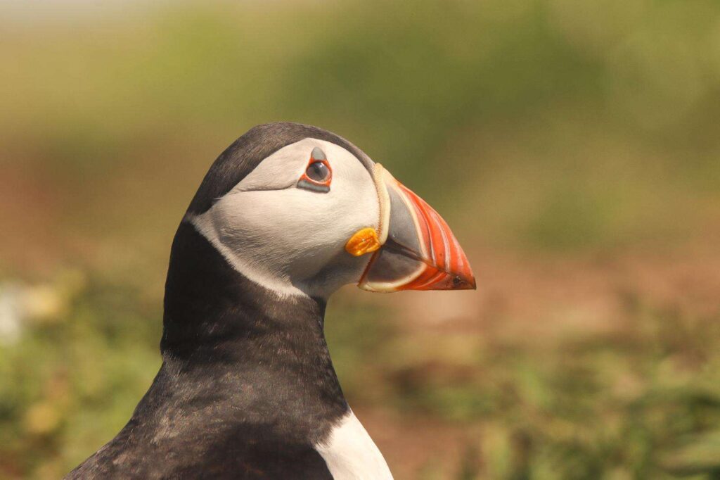 Close up of a puffin face, with blurred background