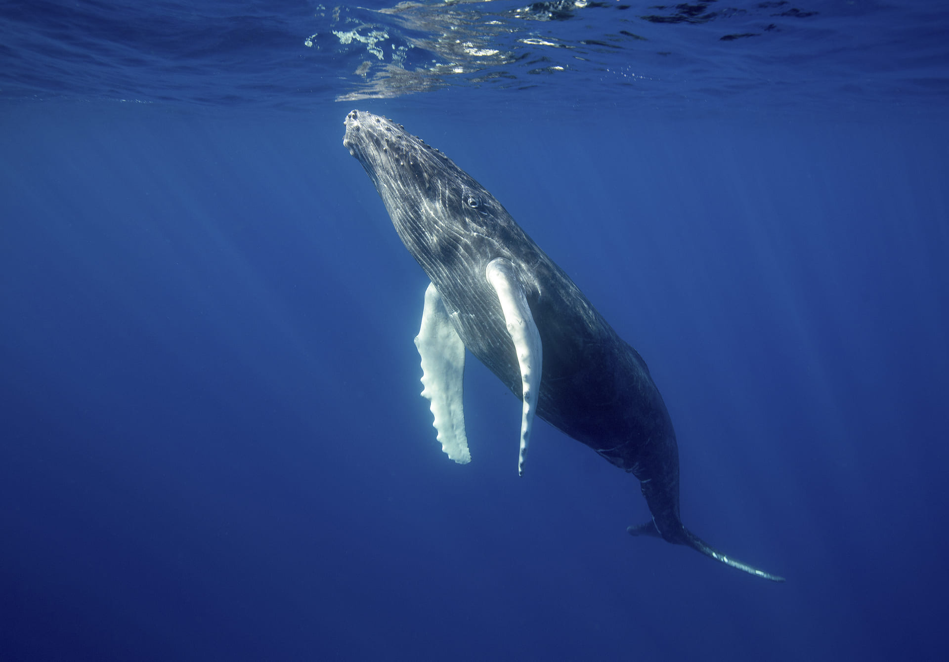 Humpback Whales in Cornwall | Species Wildlife Guide