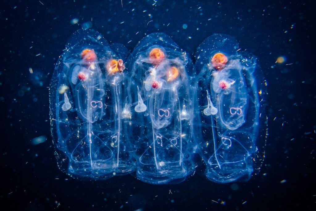 close up of sea salps